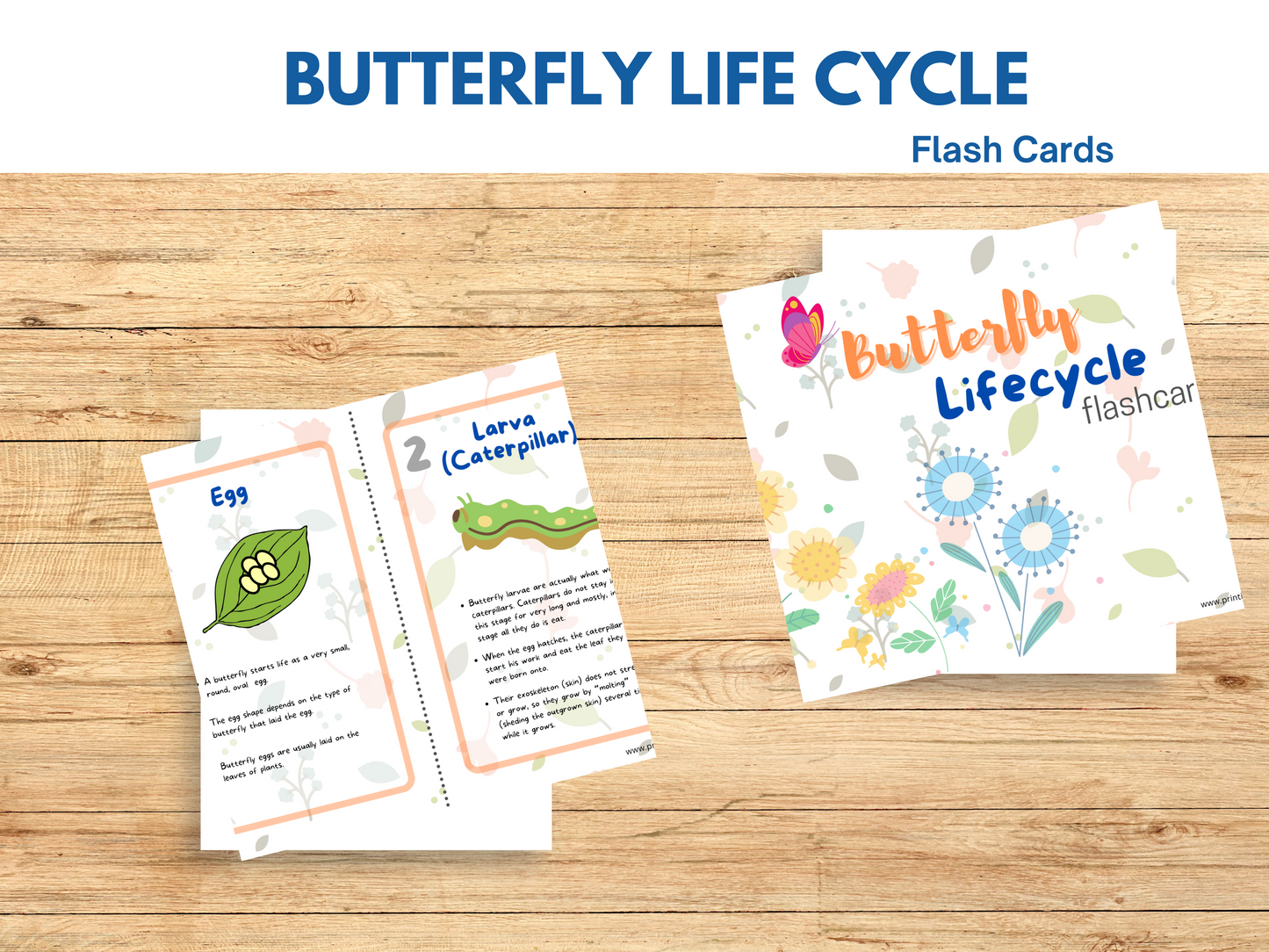 Butterfly Life Cycle For Kids