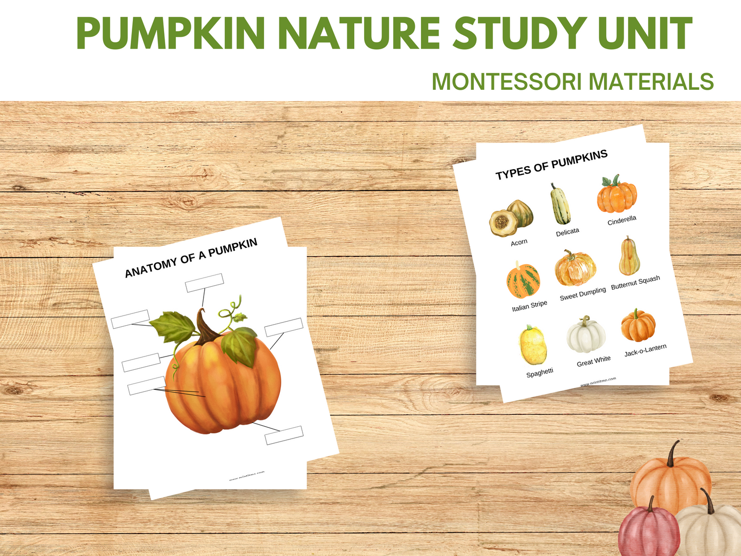 Types of pumpkins pictured and an anatomy of a pumpkin .